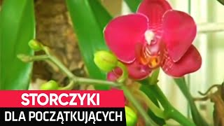 Storczyki dla początkujących  poradnik Muratora [upl. by Howey]