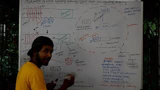 CELL SIGNALING PART 27The mechanism of GPCR signaling pathway or GPCR cAMP PKA signaling pathway [upl. by Nnaxor]