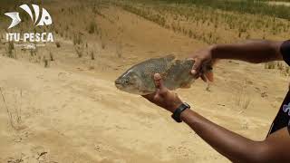 Pesca de boga y salmón Río Paraná ituzaingó corrientes [upl. by Yesrej]