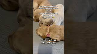 Walking by next video🧐🥹 sleepinggoldenretriever sleepingpuppies goldenretrieverpuppy [upl. by Jody967]