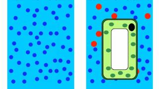 Diffusion and Osmosis [upl. by Annabelle]