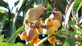 Cedar Waxwings Eating Fruit [upl. by Ij]