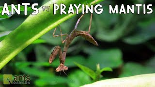 Ants vs Praying Mantis [upl. by Quentin992]