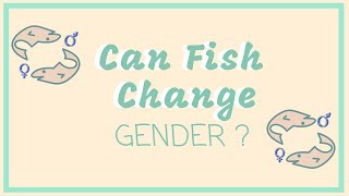 Can Fish Change Gender  Overview on Hermaphroditism [upl. by Hinkle571]