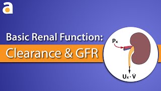 Basic Renal Function Clearance and GFR [upl. by Targett70]