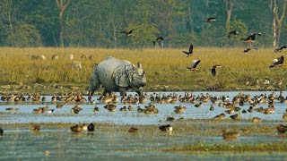 Pobitora Wildlife Sanctuary पोबीटोरा वन्यजीव अभ्यारण्य गुवाहाटी Assam India Hindi Documentary [upl. by Limay183]