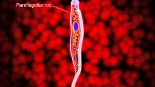 Animation showing the details of the structural organization in the trypomastigote [upl. by Mills]