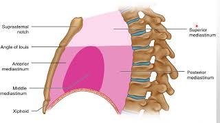 Anatomy of mediastinum and pericardium طب بنها [upl. by Naamana72]