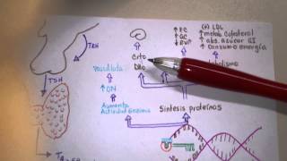 Hormonas tiroideas y su regulación central [upl. by Benisch919]