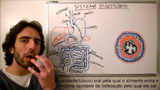 1 Sistema Digestório  Fisiologia  Revisão Anatômica Camadas Teciduais do Intestino [upl. by Idnil]