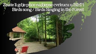 Birds song  Birds Singing in the Forest NATURE [upl. by Ruperta]