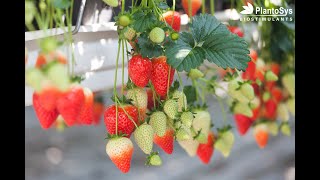 PlantoSys biostimulants  gezonde stevige aardbeien kweken met natuurlijke producten [upl. by Corotto]