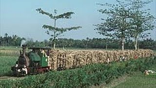 Trangkil Sugar Mill Central Java Indonesia Part 4 [upl. by Hewett834]