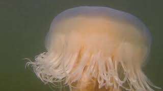 Lions Mane Jellyfish 12Oct24 Boundary Bay BC [upl. by Gasser667]