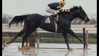 Seattle Slew  Full Documentary [upl. by Enytnoel]