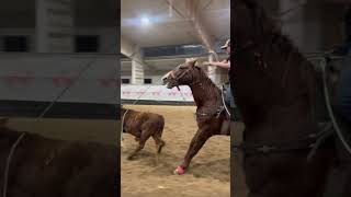 Calves were SLOW last night sheridanlostroh lilfreckilbe breakawayroping horse equine [upl. by Mano795]