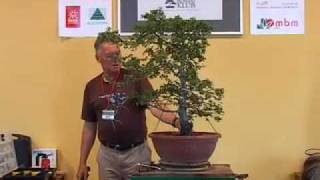 Walter Pall bonsai demo Carpinus orientalis  part 24 [upl. by Cissie]