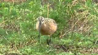 Longbilled Curlews in Kansas [upl. by Pol]