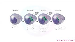 Histología Hematopoyesis parte 4 [upl. by Akinimod]