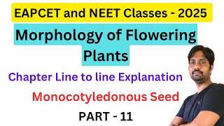 Monocotyledonous Seed  Morphology of Flowering Plants Line by line Explanation  Part 11 [upl. by Iat]