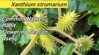 Xanthium strumarium  LOCAL NAME  FLOWERING SEASON  USES  HABIT [upl. by Lindahl]