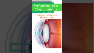 Profundidad de la cámara anterior Participación en la refracción ocular [upl. by Ayikur235]