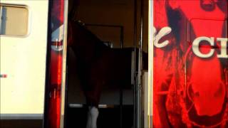 Loading a Budweiser Clydesdale on a Trailer [upl. by Possing277]