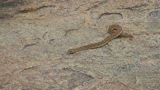 Echis carinatus  Saw Scaled Viper  Chinna pinjara [upl. by Polish424]