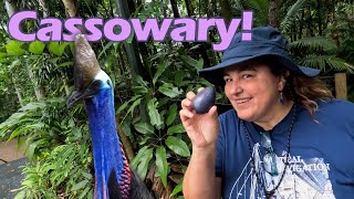 Cassowaries in the Daintree Forest  Cape Tribulation  Episode 35 [upl. by Htaras]