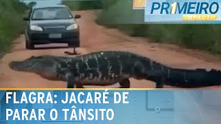 Flagra Jacaré gigante para o trânsito em Tocantins  Primeiro Impacto 260224 [upl. by Fish792]