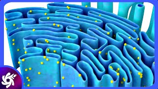 Endoplasmic Reticulum in 3 Minutes  Structure and functions [upl. by Iey]