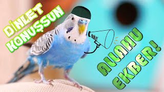 MUHABBET KUŞU SESİNDEN ALLAHU EKBERdinletkonuşsun Budgerigar Talking Allahببغاء قائل الله أكبر [upl. by Kwan548]