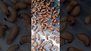 Rhynchophorus phoenicis သင်ပေါင်းပိုး MmFood [upl. by Dat]