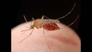 Mosquitoes and Mosquito BorneDiseases [upl. by Dafodil]