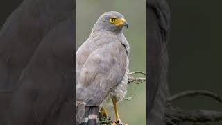 🦅 El Gavilán Caminero La elegancia con alas gavilan biodiversidad aves youtubeshorts [upl. by Ailedamla]