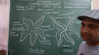 General morphology of star fishVSBOORAZOOLOGYvsboorageneralbscbsczoologystarviral [upl. by Onitnevuj39]