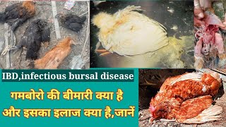 gumboro disease in hindiinfectious bursal disease chickensinfectious bursal disease in poultry [upl. by Arolf]