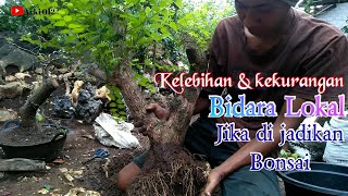 Review bahan bonsai Bidara lokal [upl. by Nohsad]