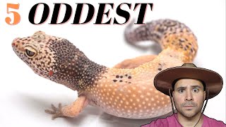 Top 5 Oddest Leopard Gecko  MORPHS [upl. by Asseret]