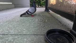 Pigeon in stealth mode grabbing a quick bite [upl. by Ruby]