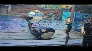 Orca Encounter SeaWorld Orlando 4242024 630 Show [upl. by Lindberg]