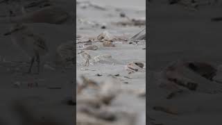 New Zealand dotterel and babies [upl. by Plumbo34]