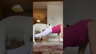 Flipping my dog yoga downwarddog doglover hannakshorts trending shorts bridge flipping reel [upl. by Yardna]