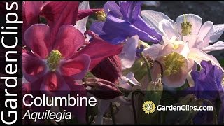 Columbine  Aquilegia species  How to grow Columbine flowers [upl. by Olegnad]