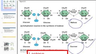 Disaccharides amp Polysaccharides [upl. by Danielson]