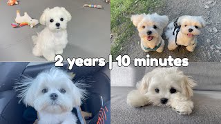 MY DOGS 2 YEARS IN 10 MINUTES ❤️ CUTEST MOMENTS maltese puppy [upl. by Ennahgiel427]