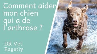 Comment aider mon chien qui a de larthrose [upl. by Gregor896]