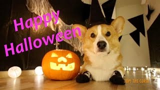 Happy Halloween  Topi the Corgi [upl. by Chan]