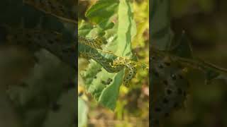 Large group of Sawfly larvae defoliating an Alder sapling [upl. by Dollar]