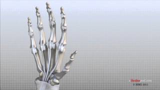 Hand Anatomy Animated Tutorial [upl. by Oneill271]